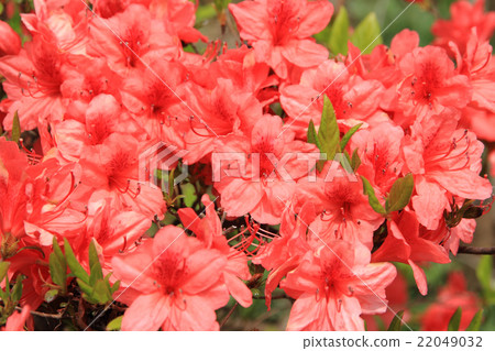 大和杜鵑花 22049032