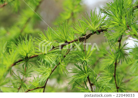 落葉松年輕葉子 22049033