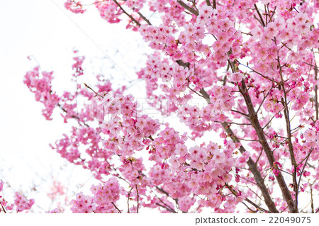 Sunshine cherry blossoms Sunshine cherry blossoms 22049075