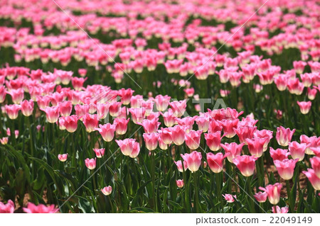 Churriputa field 977 22049149