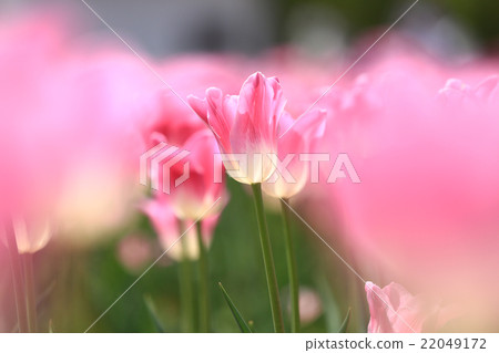 尖端領域20 22049172