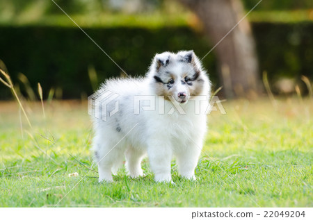 Puppy Shetland Sheepdog. 22049204
