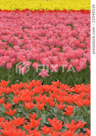 鬱金香田(白田康城) 鬱金香田(白田康城) 22049316