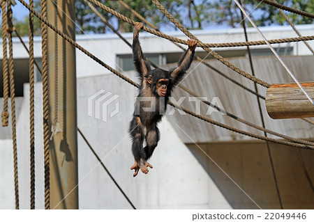 A child of a chimpanzee A child of a chimpanzee 22049446