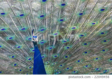 peacock 22049456
