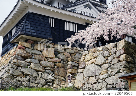 春天濱松城 春天濱松城 22049505