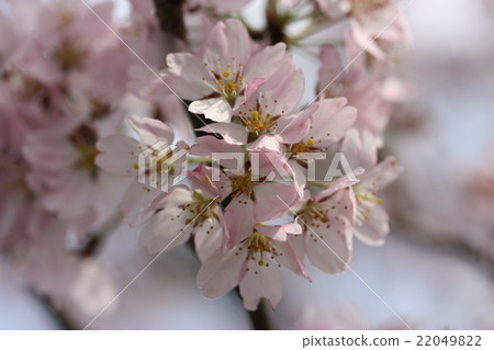 Cherry blossoms at the castle end of Nanto City, Toyama prefecture 22049822