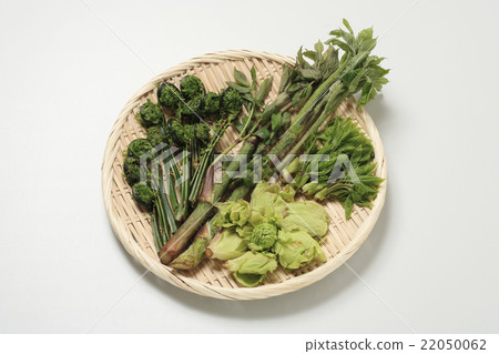 野生植物 22050062