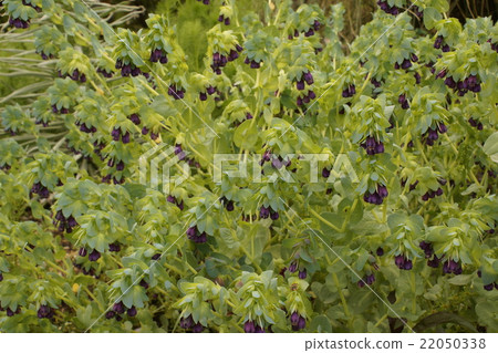 Pentemon deigitalis Pentemon deigitalis 22050338