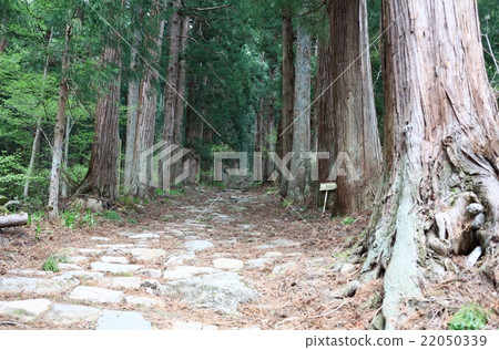 Kosuge shrine cedar forest Kosuge shrine cedar forest 22050339