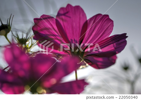 Cosmos Cosmos 22050340