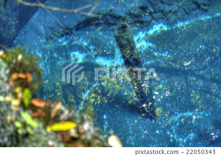 Spring spring / Kakita River spring spring Spring spring / Kakita River spring spring 22050343