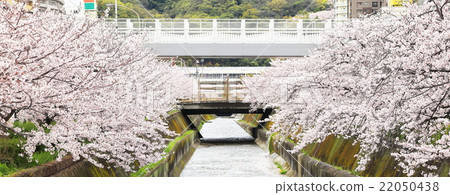 Sakura landscape in front of Shin-Kobe station 22050438