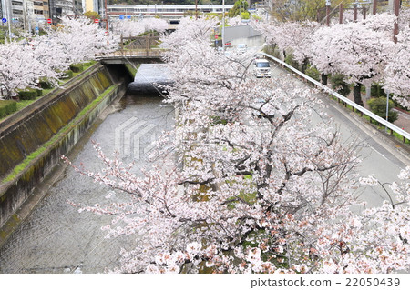 Sakura landscape in front of Shin-Kobe station 22050439