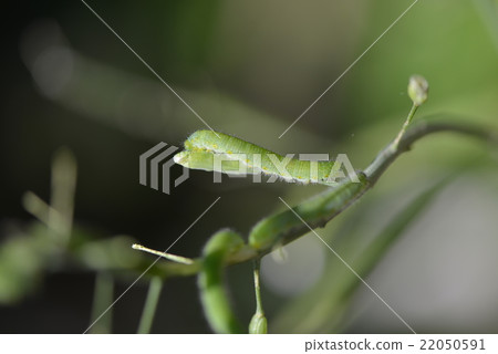 Caterpillar larva 22050591