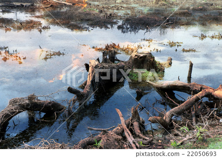 deforested landscape 22050693