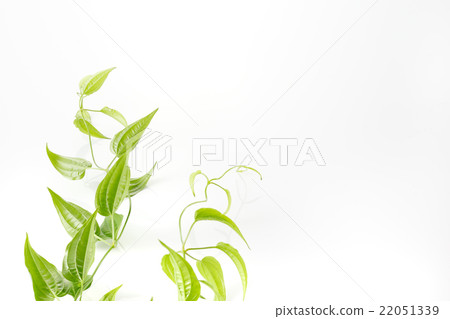 鮮綠色 鮮綠色 22051339