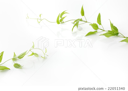 鮮綠色 鮮綠色 22051340