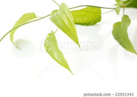 鮮綠色 鮮綠色 22051341