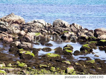 綠色海藻 綠色海藻 22051343