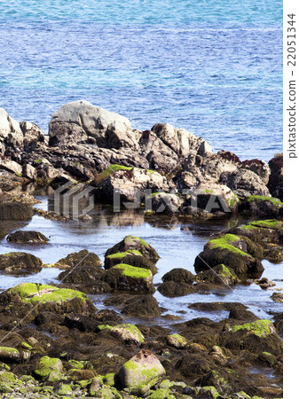 綠色海藻 綠色海藻 22051344
