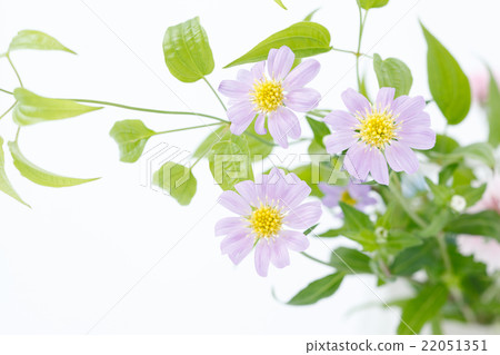 紫花 22051351