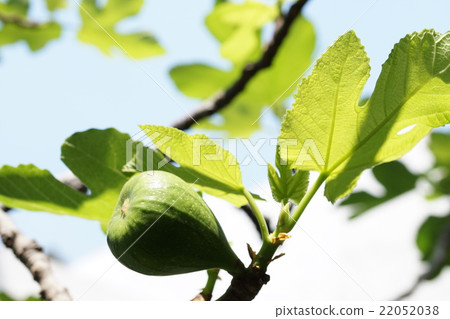 Fruitless fruit 22052038