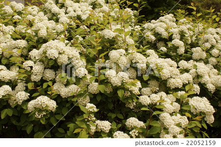 Kodemari花 Kodemari花 22052159