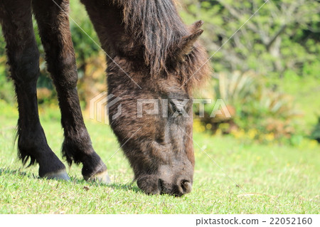 Cape Toi's wild horses Cape Toi's wild horses 22052160
