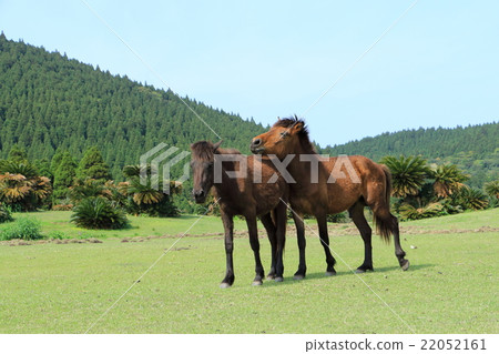 Cape Toi's wild horses Cape Toi's wild horses 22052161