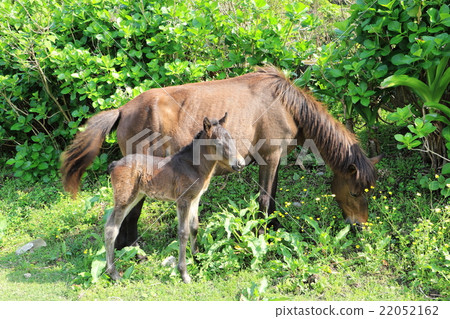 Cape Toi's wild horses 22052162