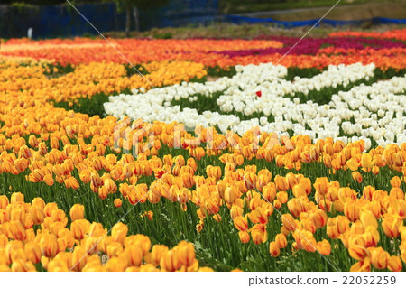 截止場109 22052259