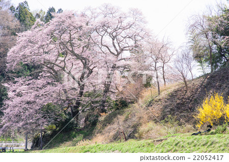 Shinto shrine's rock crown Fukushima Prefecture Shinto shrine's rock crown Fukushima Prefecture 22052417