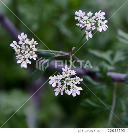 Coriander flowers Coriander flowers 22052593
