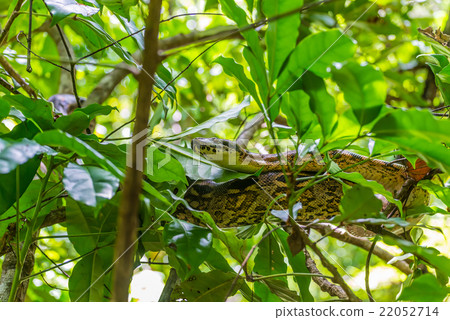 Madagascar tree boa Madagascar tree boa 22052714