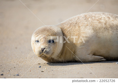Young Harbor Seal baby 22052726
