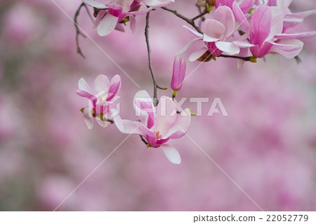 NISHIKI MOKUREN NISHIKI MOKUREN 22052779