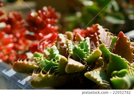 caria的多汁植物 caria的多汁植物 22052782
