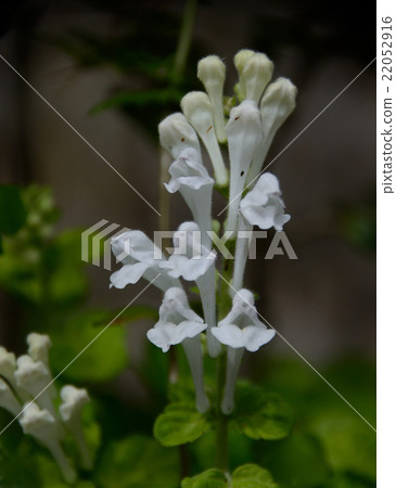 Alido and ants flowers Alido and ants flowers 22052916