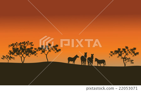 zebra family of silhouette in hills 22053071