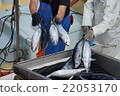 油炸鰹魚 22053170