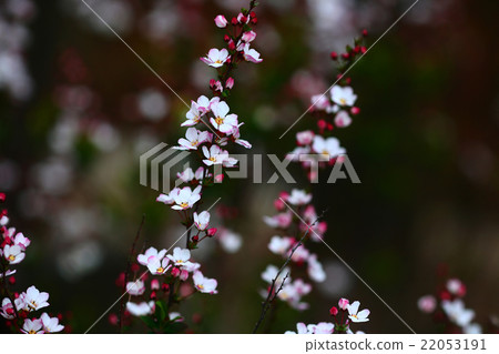 Flowering of safflower Yukiyanagi 22053191