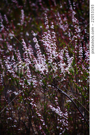 Flowering of safflower Yukiyanagi 22053193