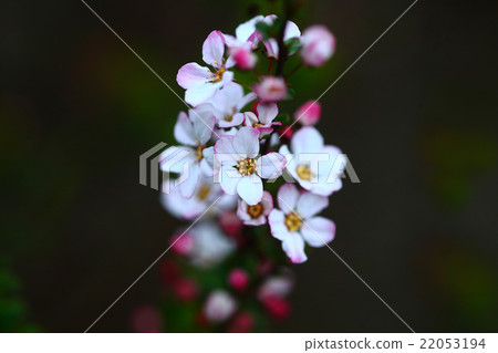 Flowering of safflower Yukiyanagi 22053194