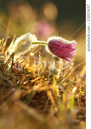 Pasqueflower Pulsatilla grandis 22053437