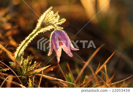 Pasqueflower in spring 22053439