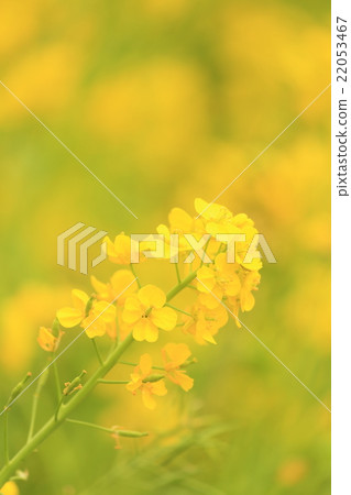 Nanohana農場在春天盛開 Nanohana農場在春天盛開 22053467