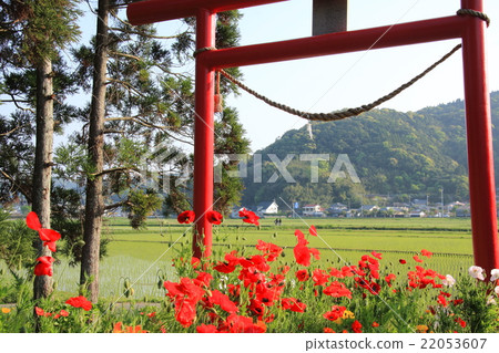 Route of school in rice field Route of school in rice field 22053607