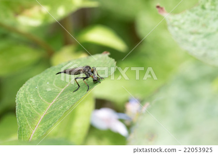 Magarell雪松shihiki Magarell雪松shihiki 22053925