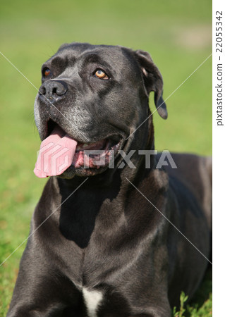 Amazing Cane Corso 22055342